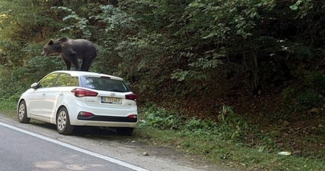Urs fotografiat pe o mașină ajunsă pe un traseu turistic din Munții Făgăraș