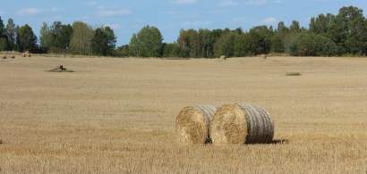 Fermierii se asteapta la recolte bune de cereale in acest an: 4-5 tone de...