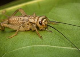 Legea care interzice utilizarea făinii din insecte în produsele tradiționale...