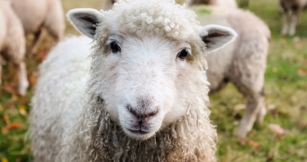 Romania poate exporta carne de oaie si ovine catre Iran