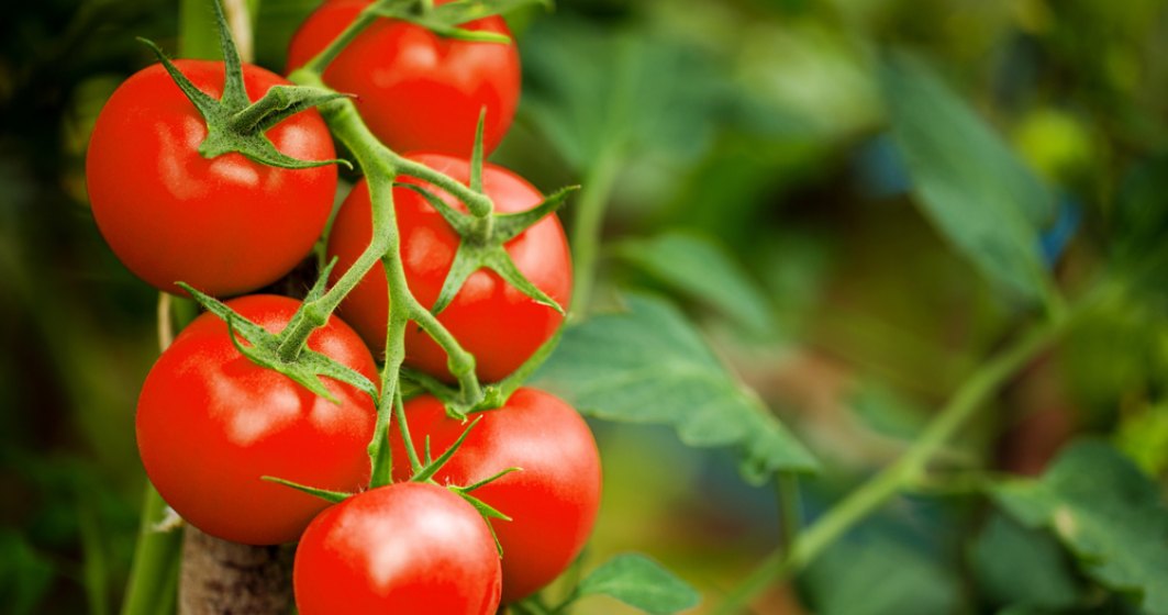 Patria Credit IFN anunță măsuri de sprijin pentru micii producători și lansează creditul punte Tomatina