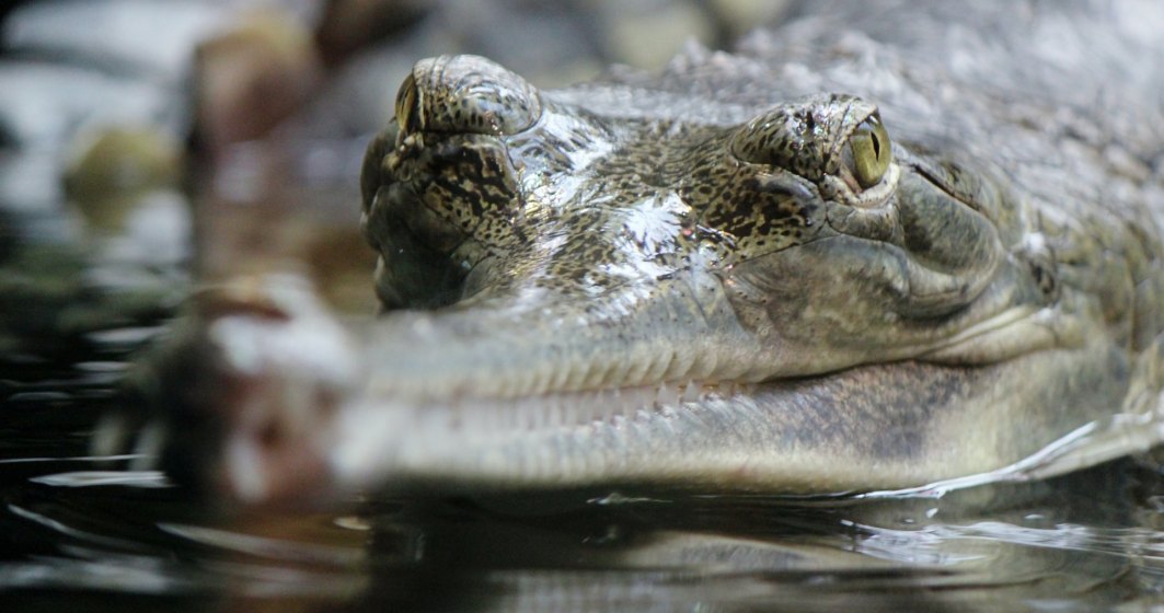 Cercetătorii de la Cluj au demonstrat că pe teritoriul României au trăit crocodili acum milioane de ani