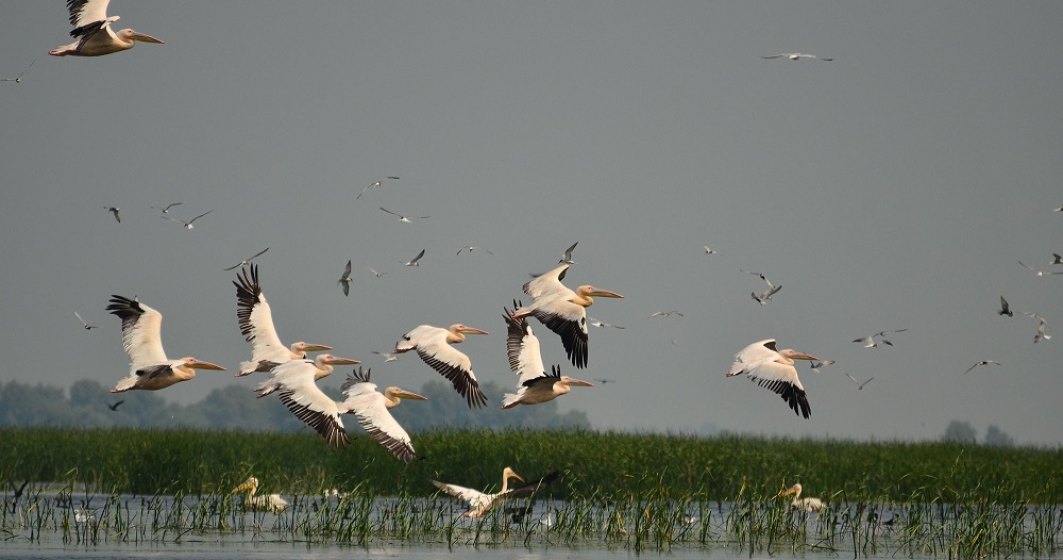 JYSK finanțează protejarea habitatelor acvatice din Delta Dunării