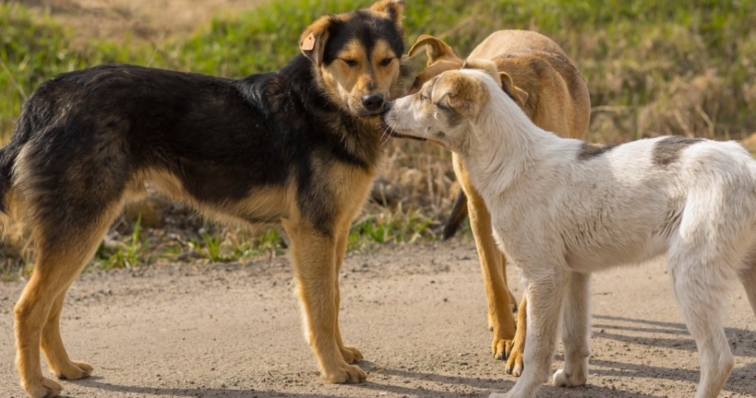 Municipalitatea va steriliza și microcipa 10.000 de câini din București. Când începe campania