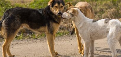 Municipalitatea va steriliza și microcipa 10.000 de câini din București. Când...
