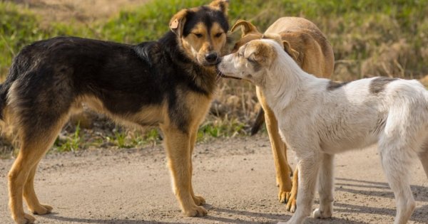 Municipalitatea va steriliza și microcipa 10.000 de câini din București. Când...