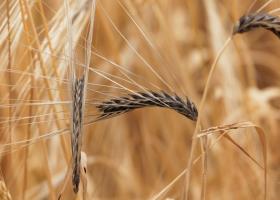 Uniunea Europeană pregătește sancțiuni pentru cerealele din Rusia și Belarus