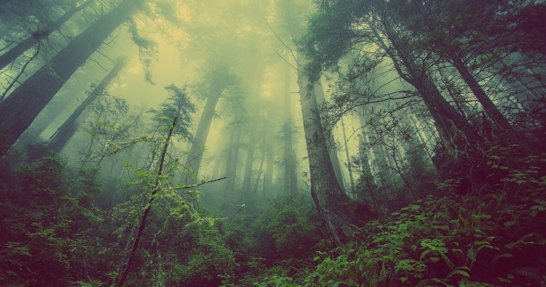 Reprezentant WWF: România îşi vinde pădurile pe un volum estimat grosier
