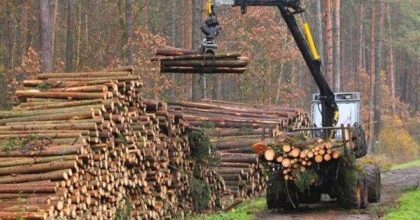 Companiile din industria lemnului, nemulțumite de noul Cod Silvic propus:...