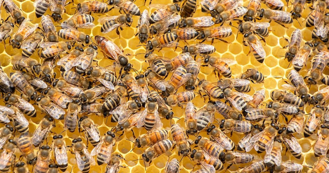 România ocupă locul 2 în Europa la numărul de familii de albine