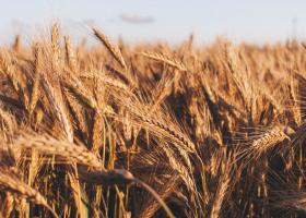 Importurile de cereale din Ucraina ar putea fi oprite până pe 5 iunie