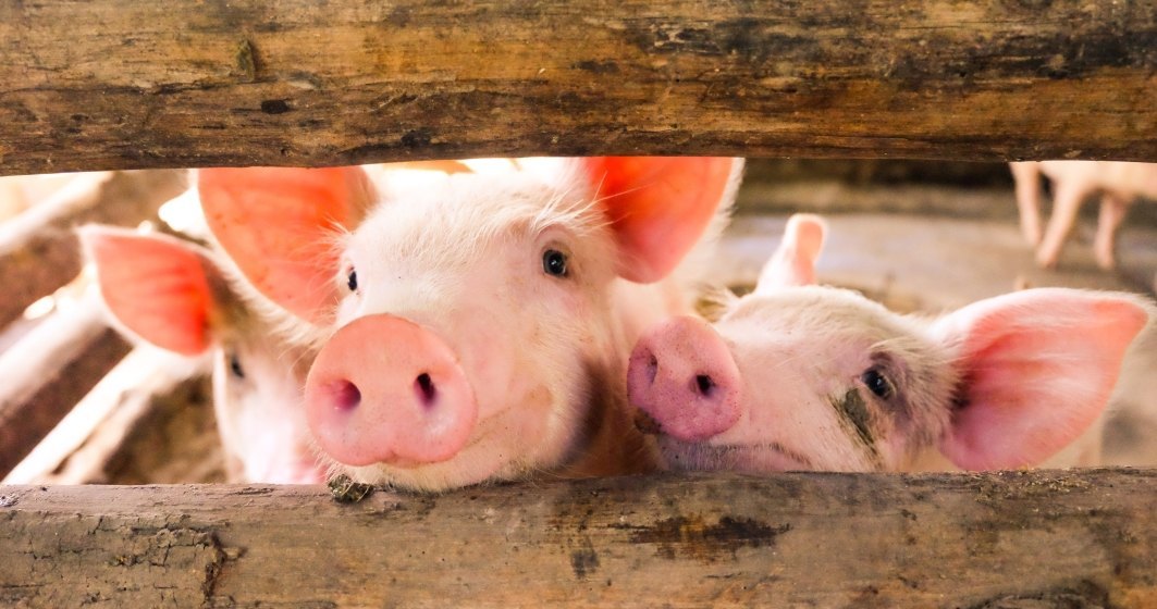 ANSVSA: Pesta porcina africana, in 24 de judete din Romania
