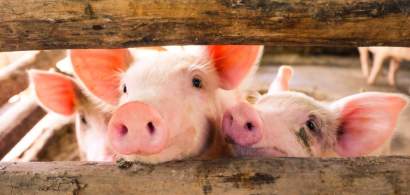 ANSVSA: Pesta porcina africana, in 24 de judete din Romania