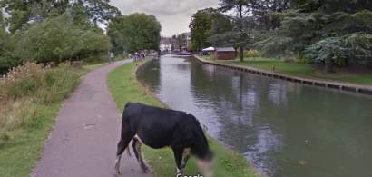 Google Street View a estompat intr-o fotografie online "chipul" unei vaci din...