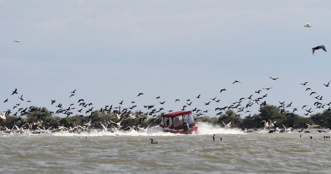 Stol de pelicani, lovit în plin de o barcă. Administrația Deltei a avut o reacție minimă inițial