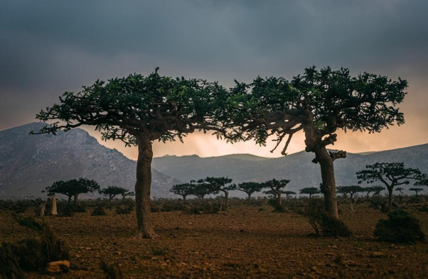 Socotra Yemen calatorie Explore Travel