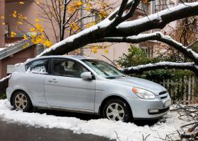 Copaci căzuţi şi autoturisme avariate în Bucureşti și Giurgiu din cauza...