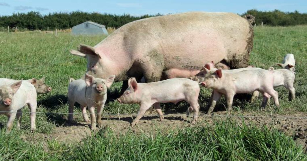 Administratorul fermei de porci detinuta de fiul lui Lividu Dragnea a fost retinut