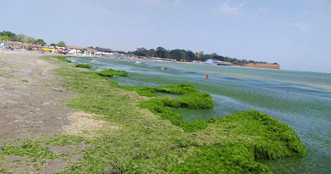 ”Mareea verde” a apărut din nou pe plajele de pe litoralul românesc