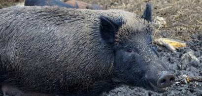 Numarul de focare de pesta porcina se apropie de 1.000 de cazuri in 291 de...