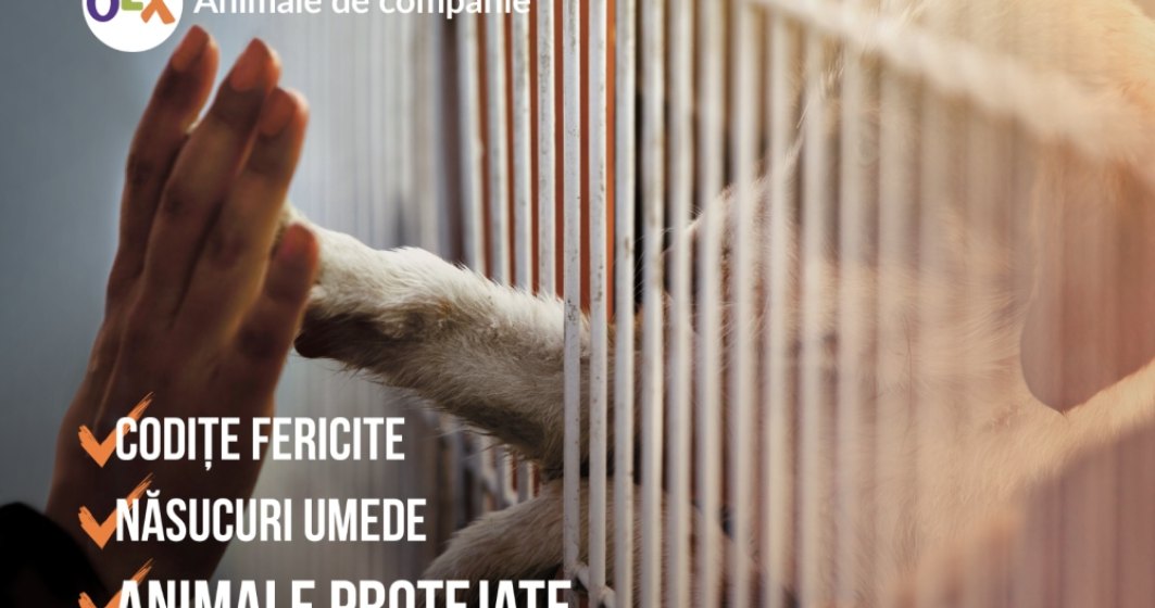 Prima platforma online unde se pot comercializa legal animalele de companie