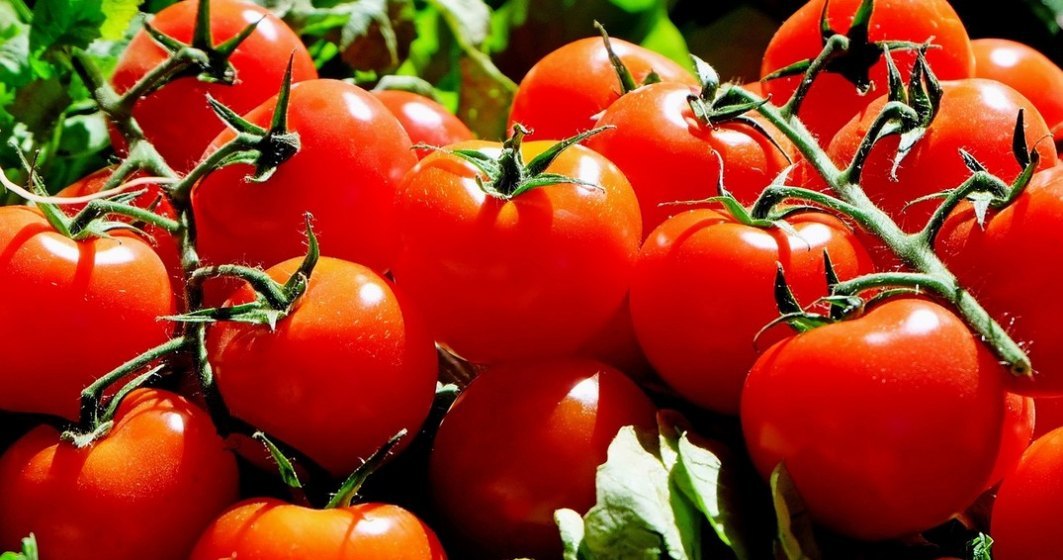 Programul "Tomata" continua si in 2020: beneficiarii trebuie sa valorifice o cantitate de 3 tone/1.000 mp.