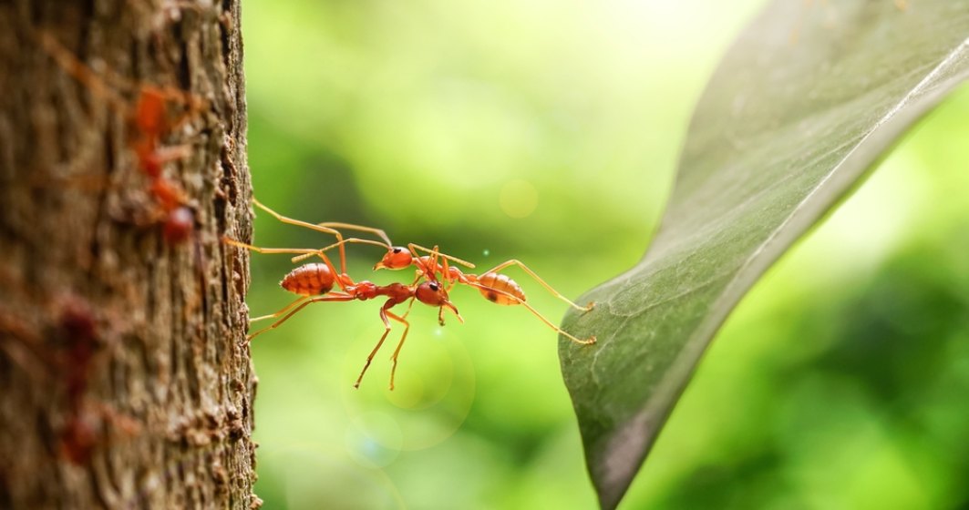 Oamenii de știință au calculat câte furnici sunt în lume. Cifra este de neimaginat