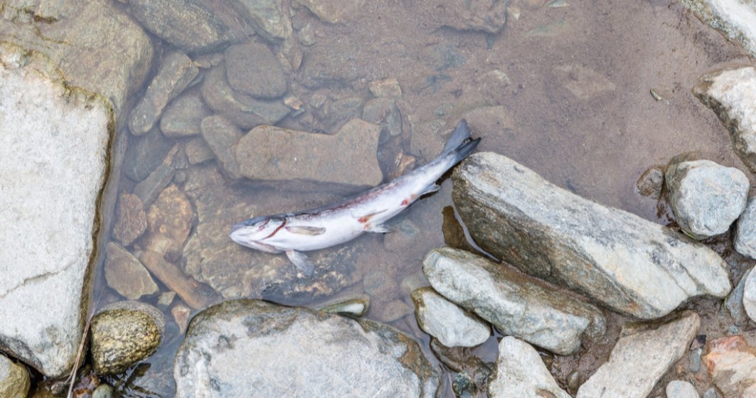 Dezastru ecologic pe râul Bicaz, toți peștii au murit după ce au fost otrăviți cu amoniac