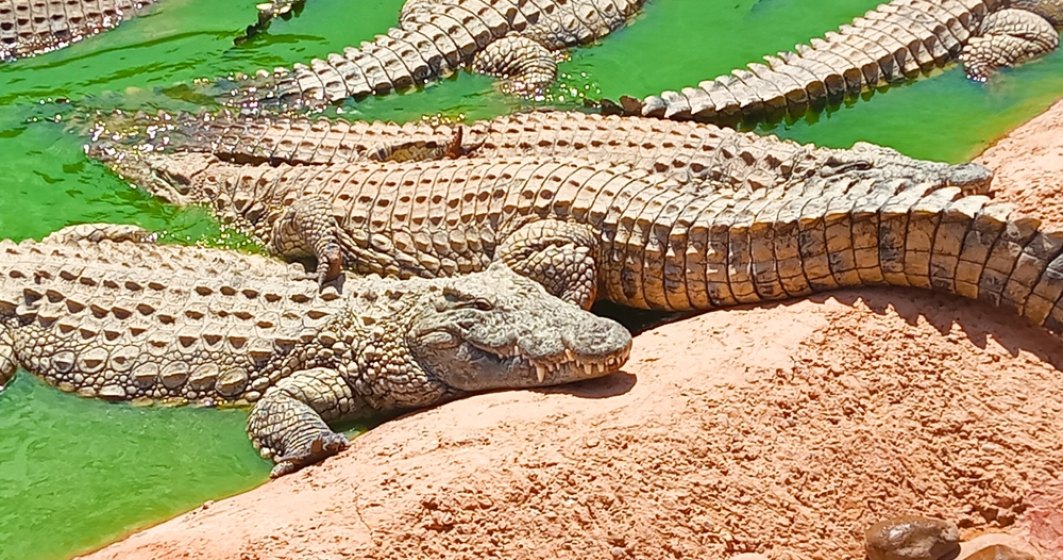 Lacrimi de crocodil: Reptilele mari ar putea să simtă suferința din plânsul bebelușilor