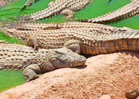 Lacrimi de crocodil: Reptilele mari ar simți suferința din plânsul bebelușilor