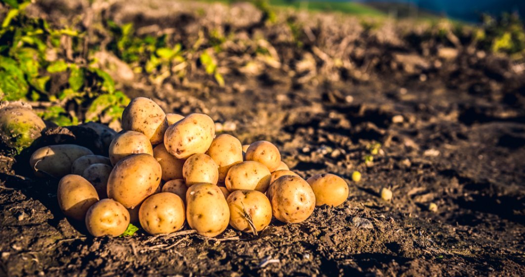 Cartofii au revolutionat agricultura si economia