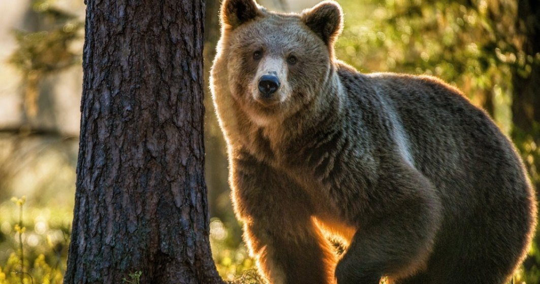 Cazul ursului Arthur, în vizorul Comisiei Europene. Ce spune comisarul european pentru Mediu
