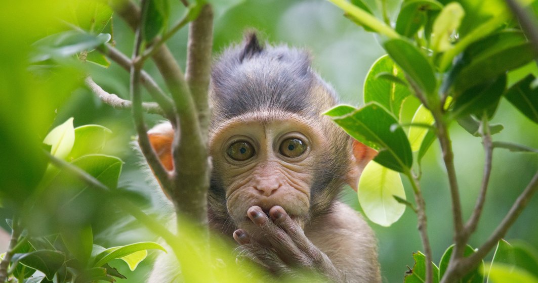 India: Maimuțele au atacat un medic și au furat recolte de sânge de la pacienți infectați cu noul coronavirus