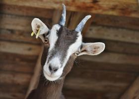 Americanii vor să curețe parcurile din New York cu ajutorul caprelor