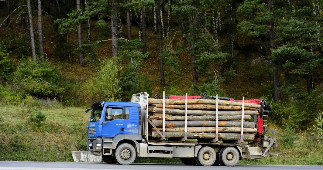 IGPR: 700 de controale şi peste 100 de dosare penale pentru tăierea ilegală de arbori
