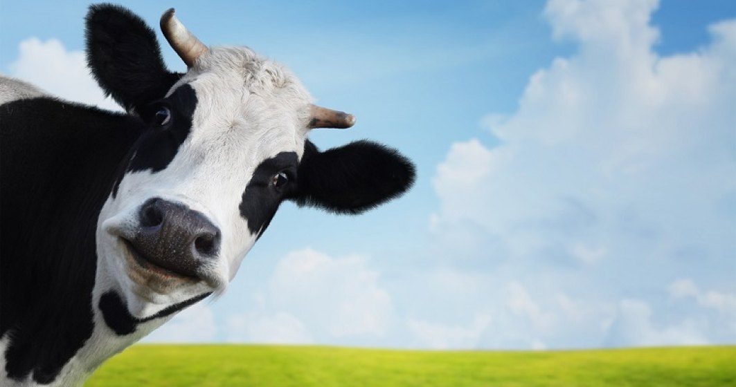 Crecatorii de bovine vor primi intre 89 si 93 de euro in plus pentru fiecare animal