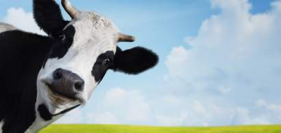 Crescatorii de bovine vor primi intre 89 si 93 de euro in plus pentru fiecare...