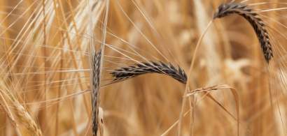 Ministrul Agriculturii: Producţia de grâu din acest an ar putea fi de 5 - 5,5...