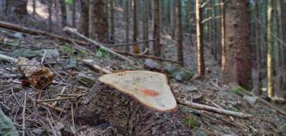 Garda Forestiera a numarat peste 5.770 de copaci taiati ilegal in Muntii...