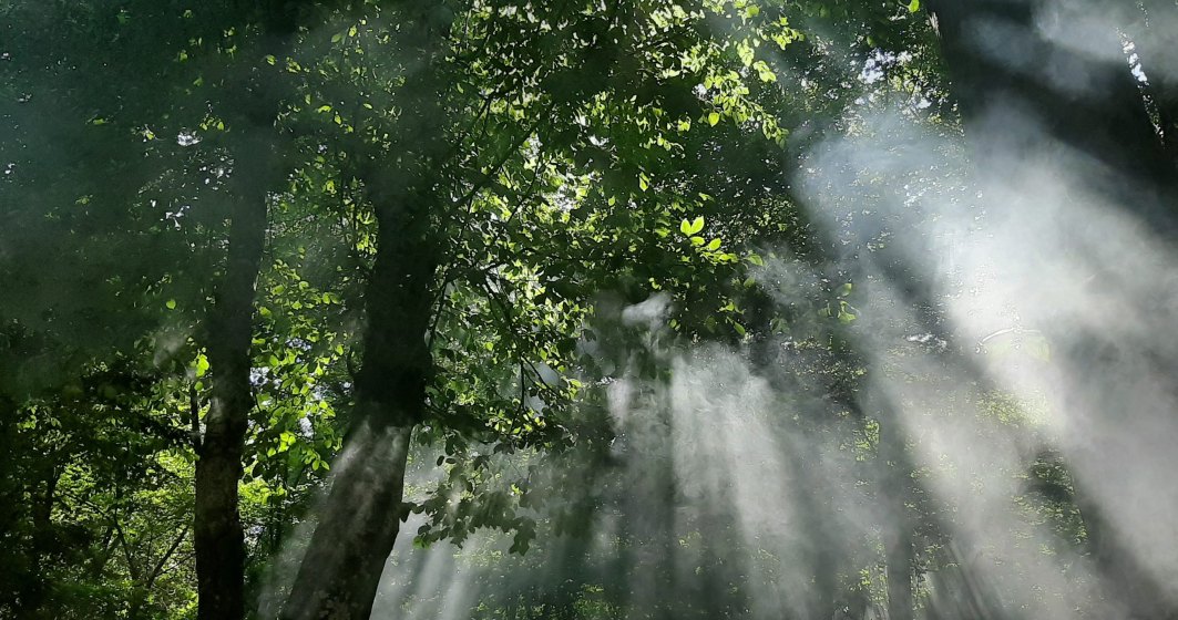 Philips România va planta mii de copaci într-o zonă din Dolj care risca să se transforme în deșert