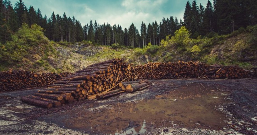 Raport Greenpeace: Aproape 10.000 de cazuri de taieri ilegale de arbori au fost inregistrate anul trecut