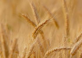 UE se așteaptă ca România și Franța să-și crească recoltele de grâu și rapiță