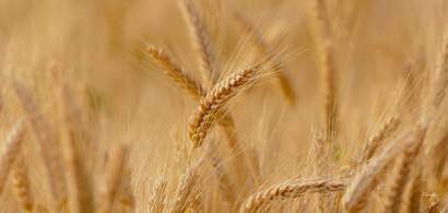 Peste 600.000 de tone de cereale din Ucraina au ajuns în portul Constanța