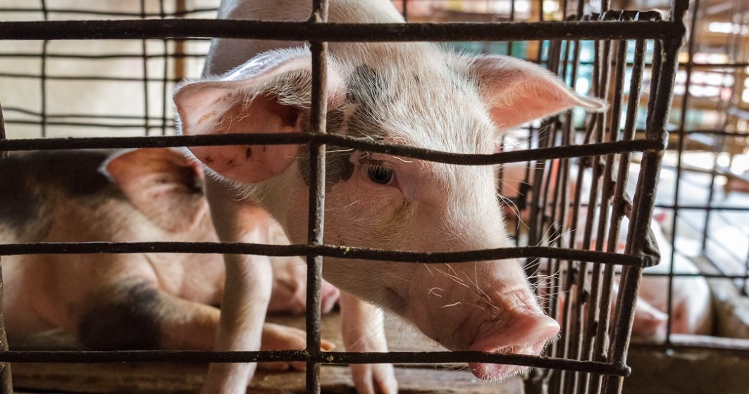 Parlamentul European cere suprimarea progresivă a creşterii de animale în cuşti