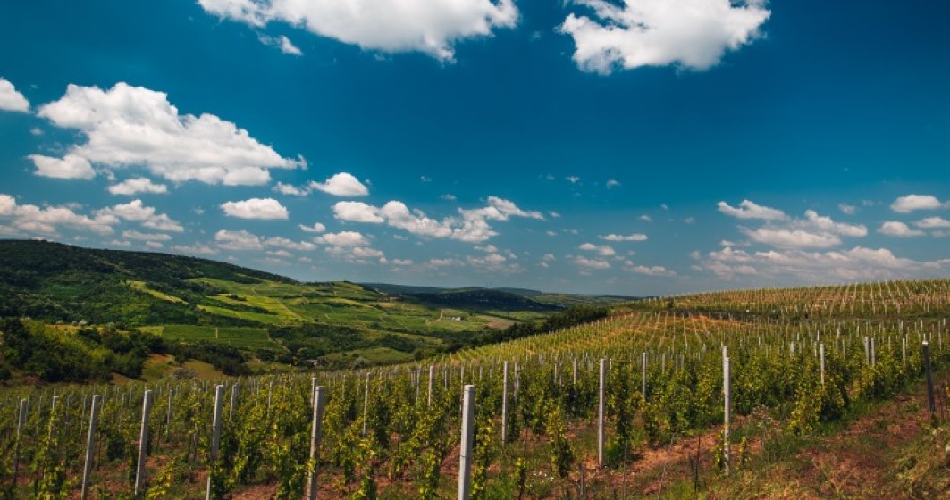 Vincon Romania estimeaza o crestere de 35% a vanzarilor de vin rose