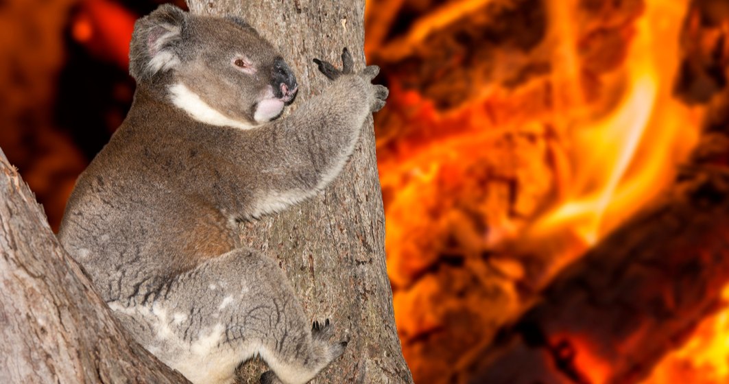 RAPORT: Incendiile de vegetație din Australia au fost intensificate de încălzirea globală