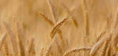 Slovacia interzice importul de cereale și a unor produse agricole din Ucraina