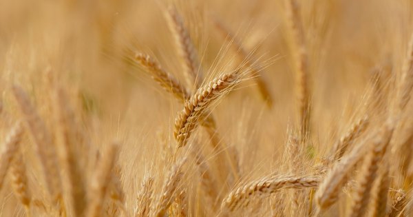 Slovacia interzice importul de cereale și a unor produse agricole din Ucraina
