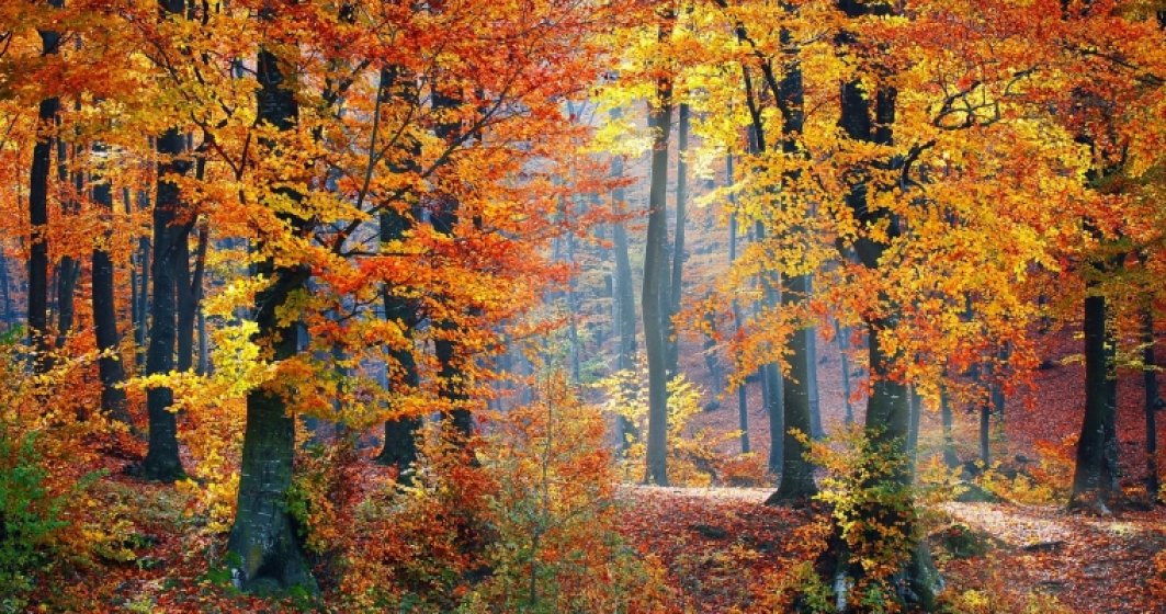Romania este printre ultimele tari din UE la acoperire forestiera. 2,2 milioane hectare asteapta sa fie impadurite