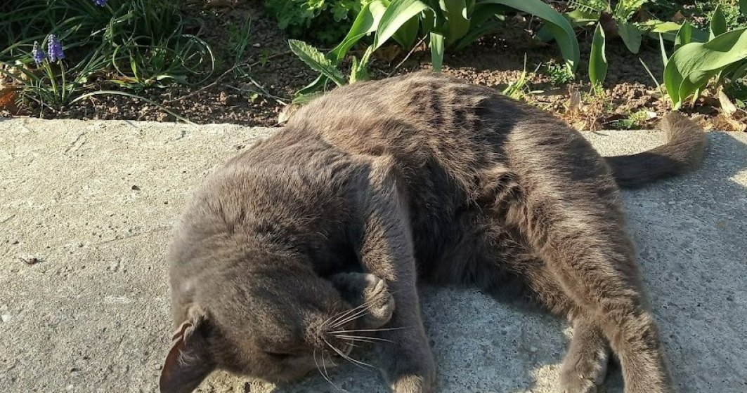 Câte dintre gospodăriile din România au o pisică. Suntem în topul UE la numărul de pisici adoptate în pandemie